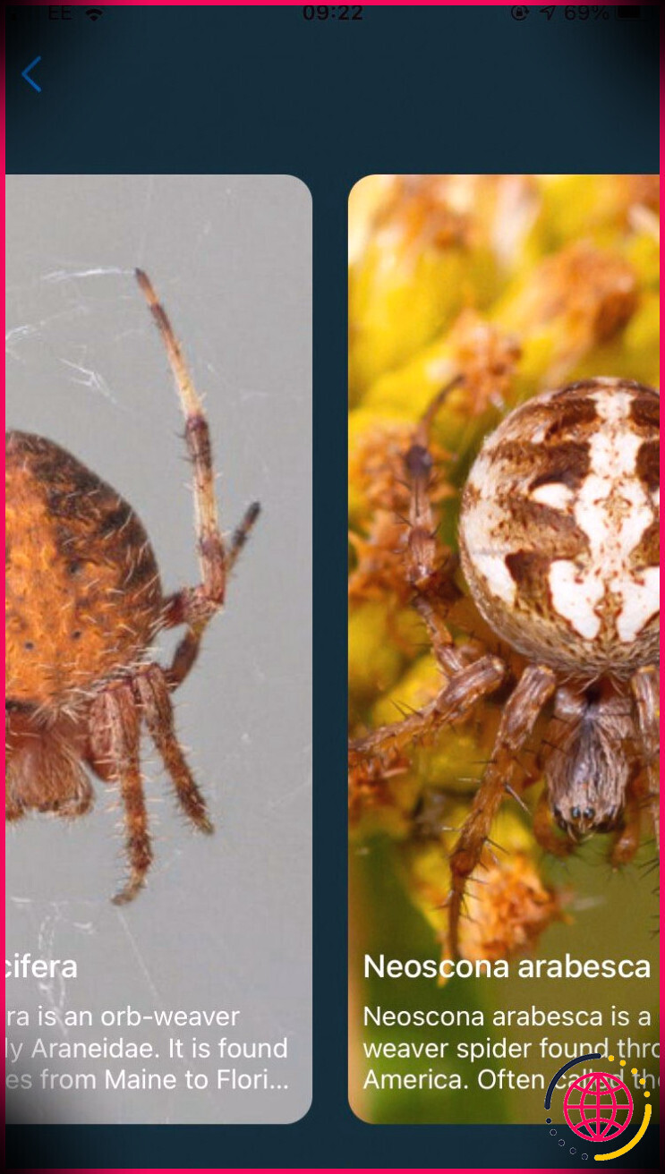 Deux cartes affichant différentes espèces d'insectes sur l'application Bug Identifier Insect by Photo.