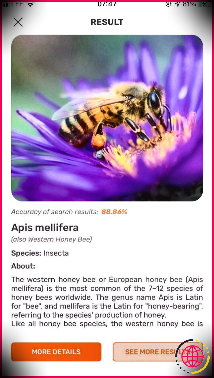 Une image de l'abeille domestique occidentale, ainsi que le nom de l'espèce et la précision de l'image de l'application Insect ID: Bug Identifier.