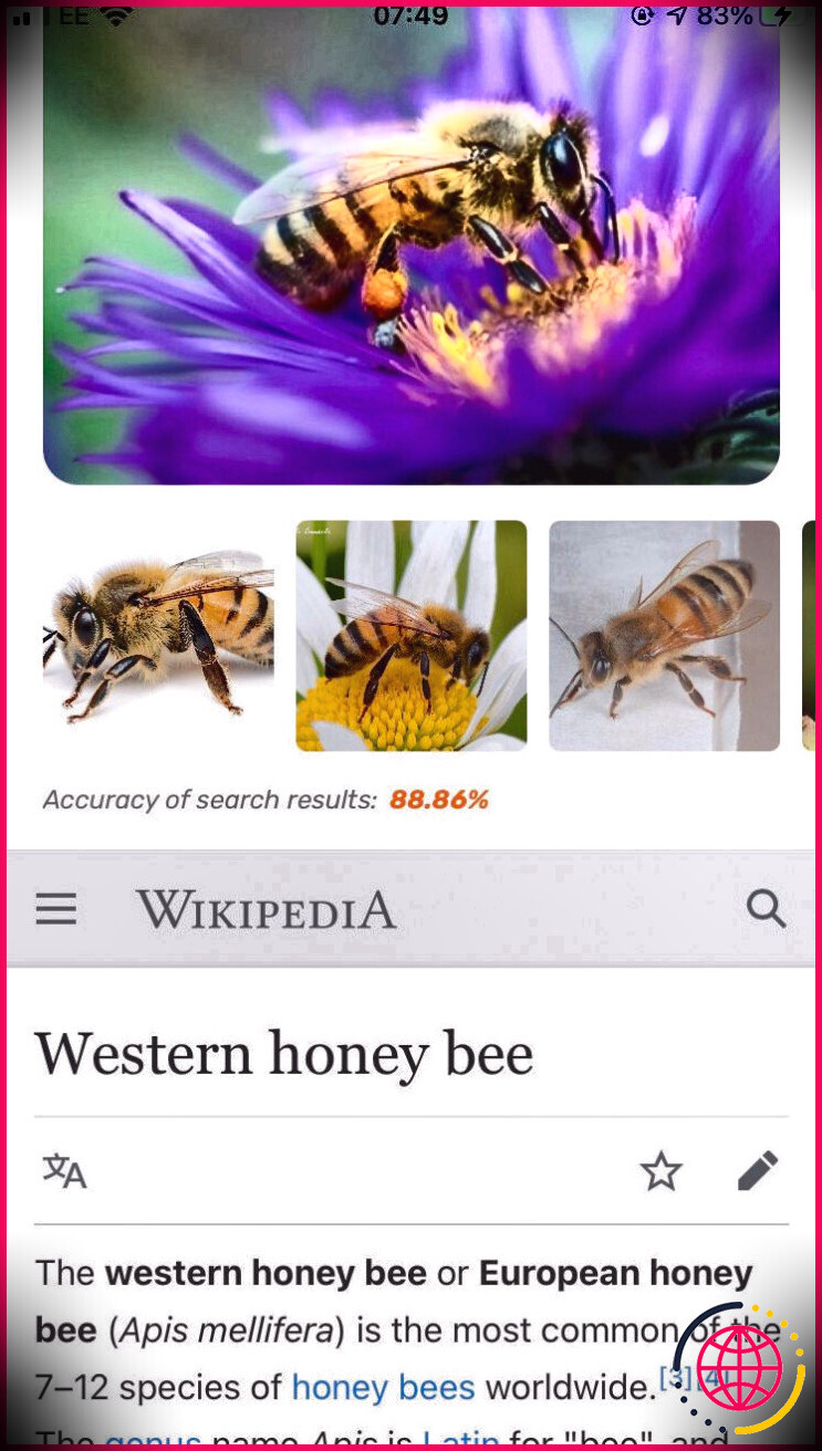 Capture d'écran de l'application ID Insect, montrant une photo de l'abeille domestique occidentale et le début de son entrée sur Wikipedia.
