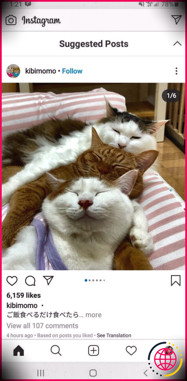 Posts suggérés sur Instagram Exemple de chat