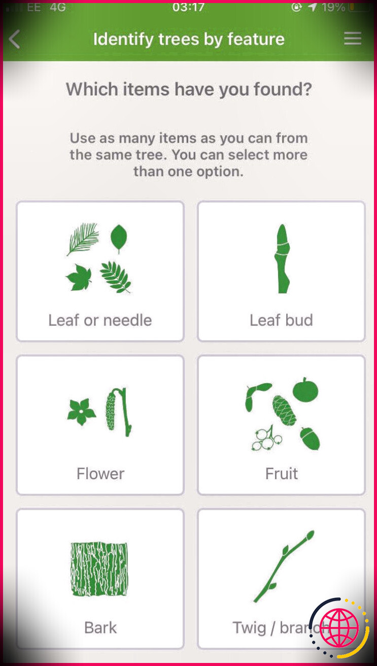 British Tree Identification identifie les caractéristiques