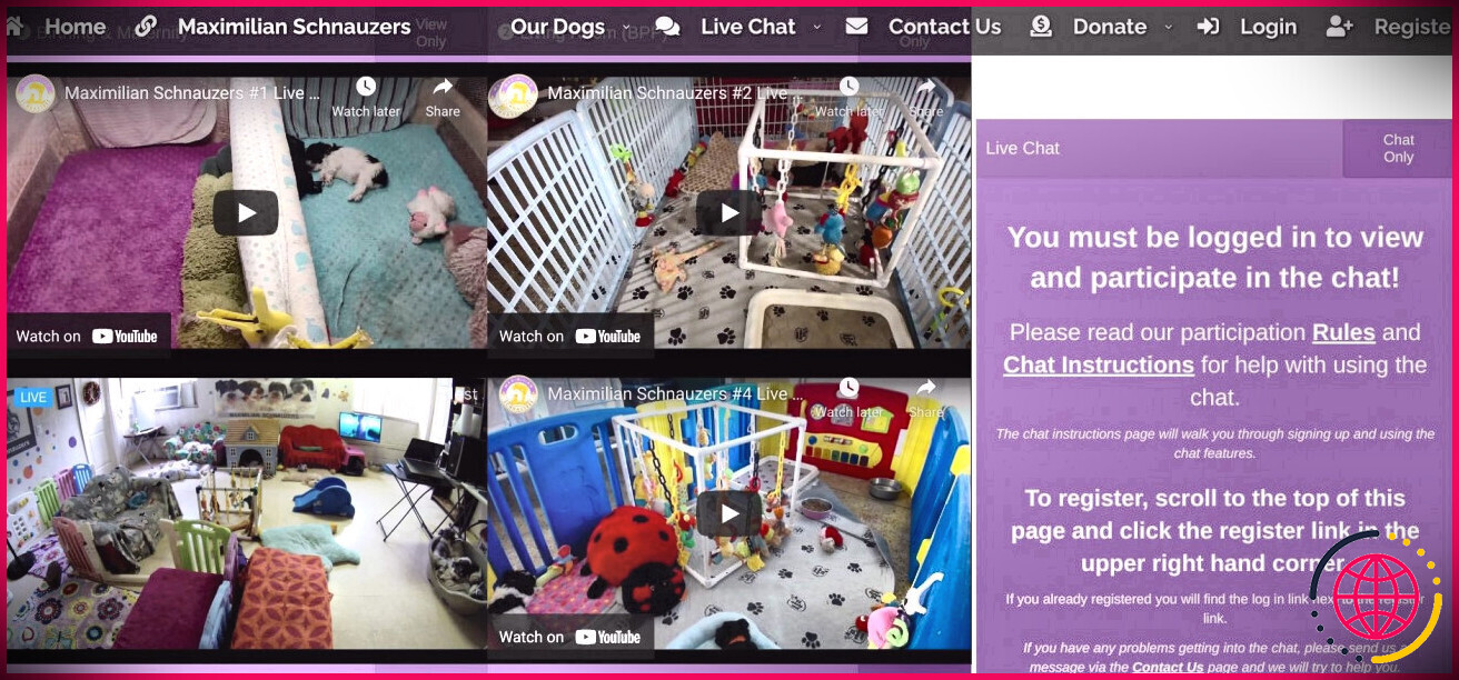 capture d'écran du site Web de la webcam en direct pour chiots