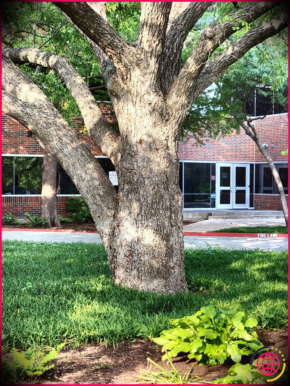 photo d'un arbre avec appareil photo s21 ultra téléobjectif arrière 1 objectif