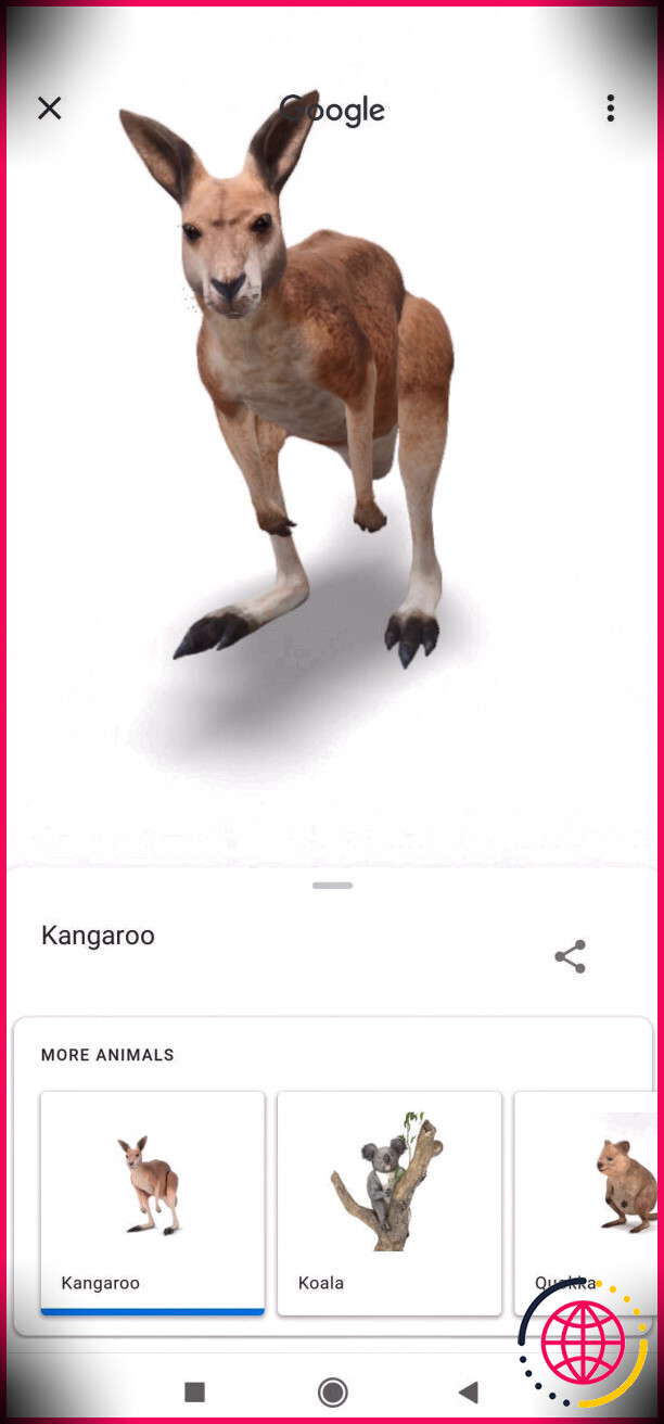 google 3d animaux kangourou