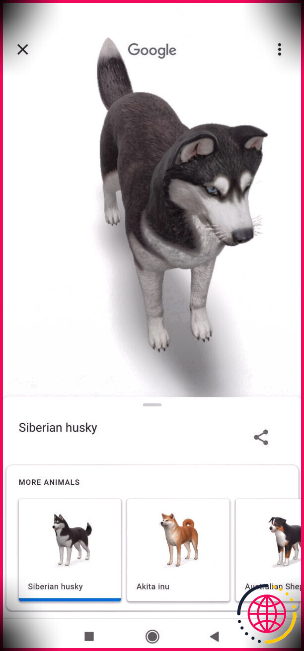 google 3d animaux husky