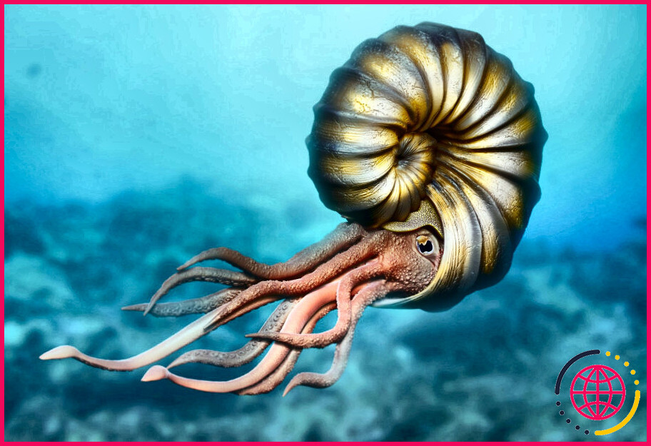 A quelle époque vivait l'ammonite ?
