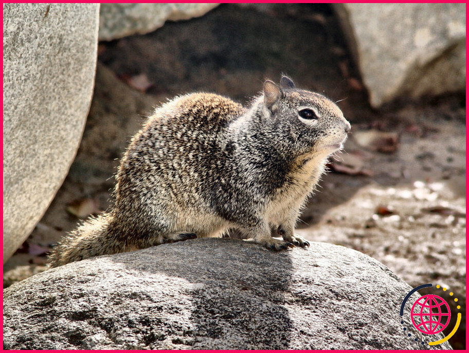 A quoi ressemble un écureuil des rochers ?
