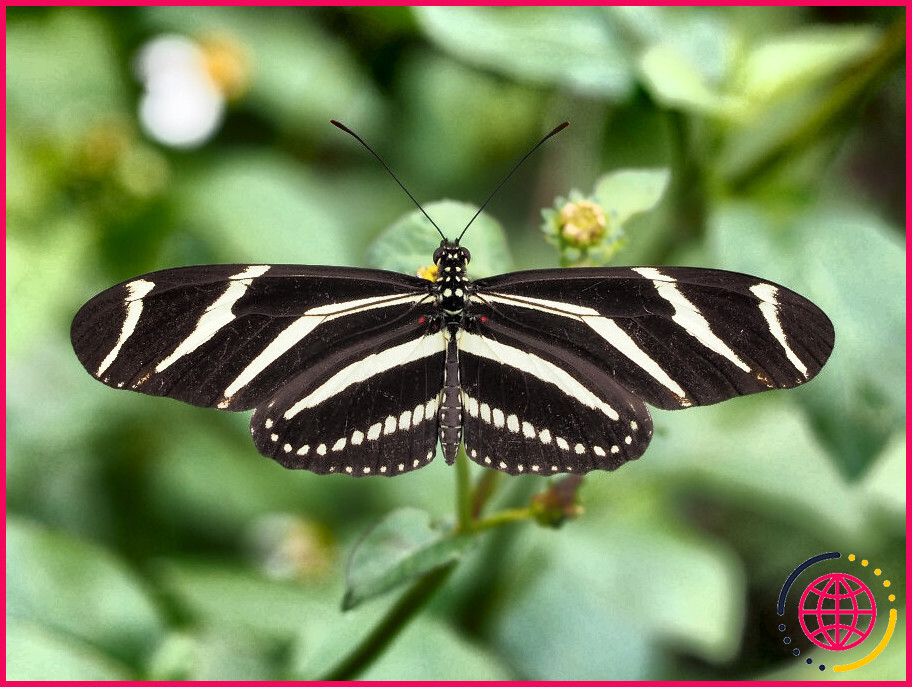 A quoi ressemble un papillon zèbre ?
