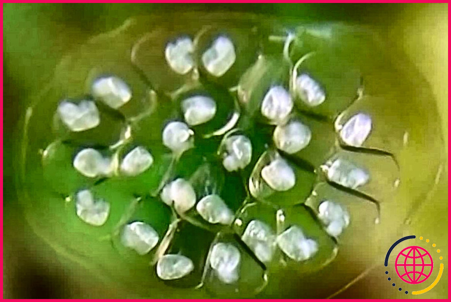 A quoi ressemblent les œufs d'escargots d'aquarium ?
