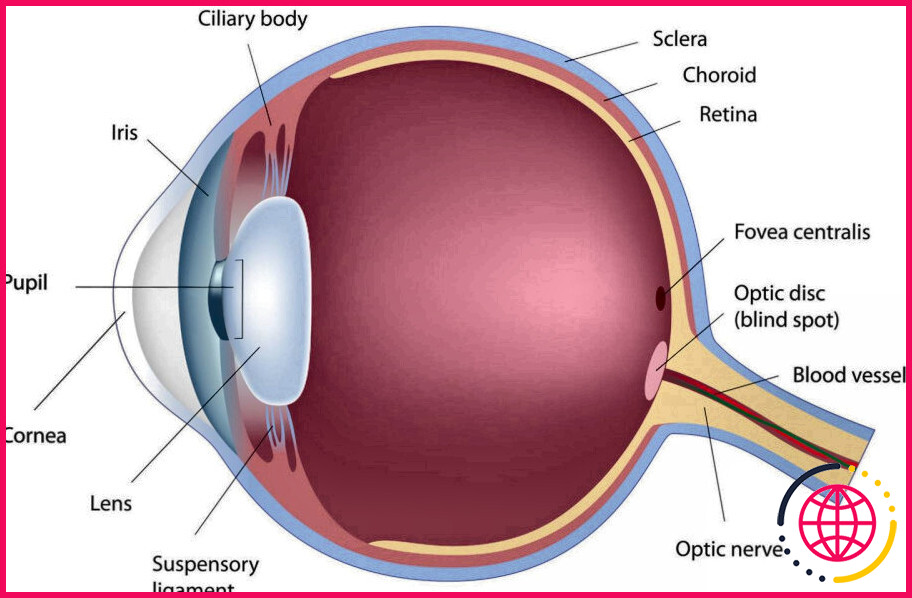 Combien de couches l'œil humain possède-t-il ?

