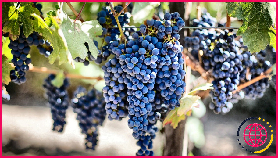 Combien de temps faut-il à la vigne pour produire des raisins ?
