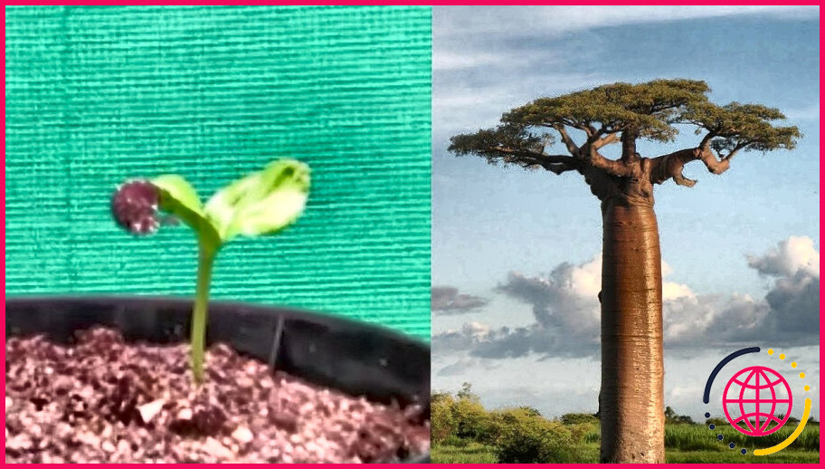 Combien de temps faut-il pour qu'un baobab pousse ?
