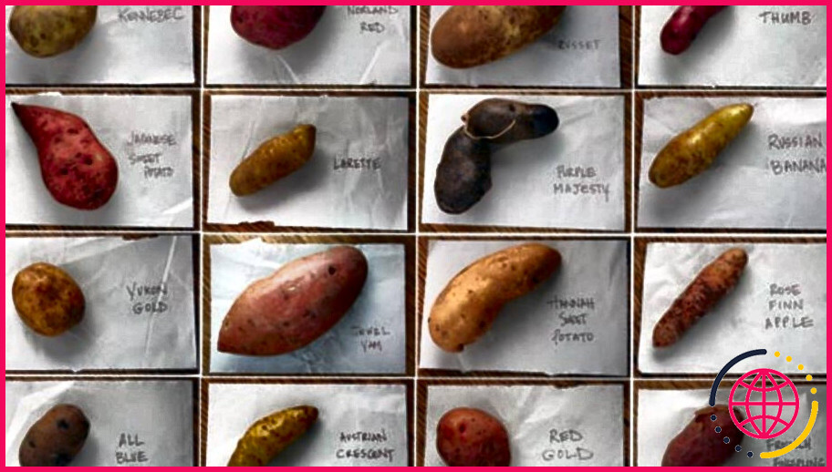 Combien de types de pommes de terre existe-t-il en australie ?