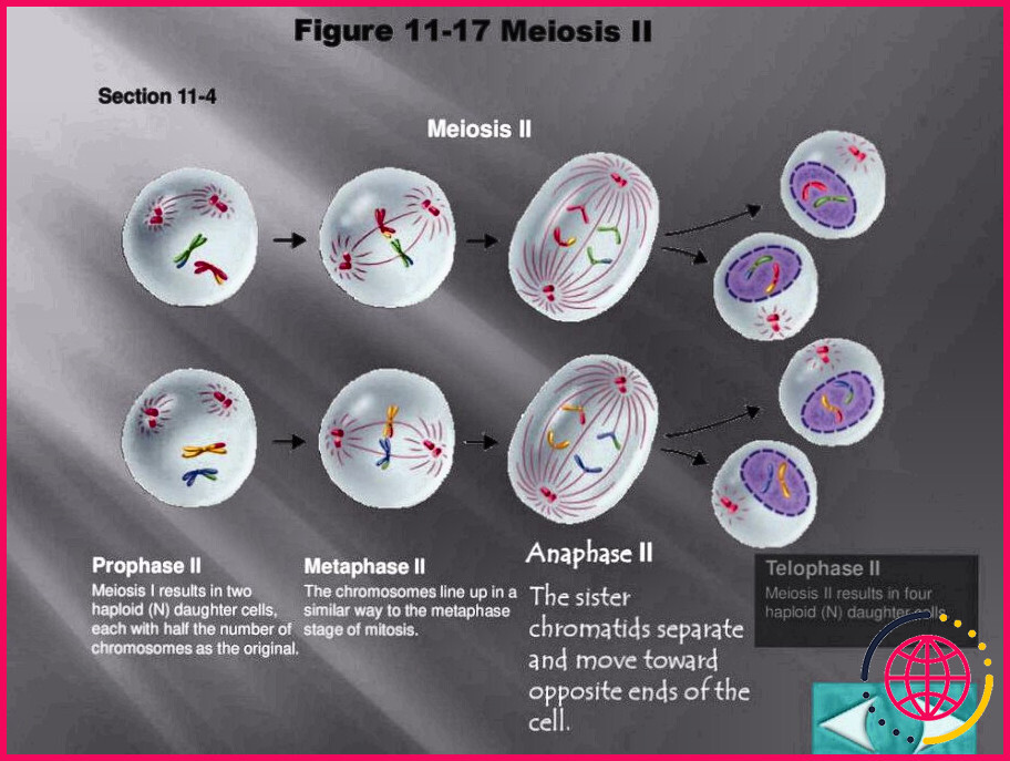 Combien y a-t-il de chromosomes en anaphase 2 de la méiose ?
