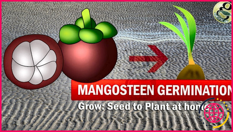 Comment cultive-t-on les mangoustans ?
