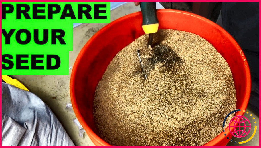 Comment faire pour pré-germer des graines de gazon ?
