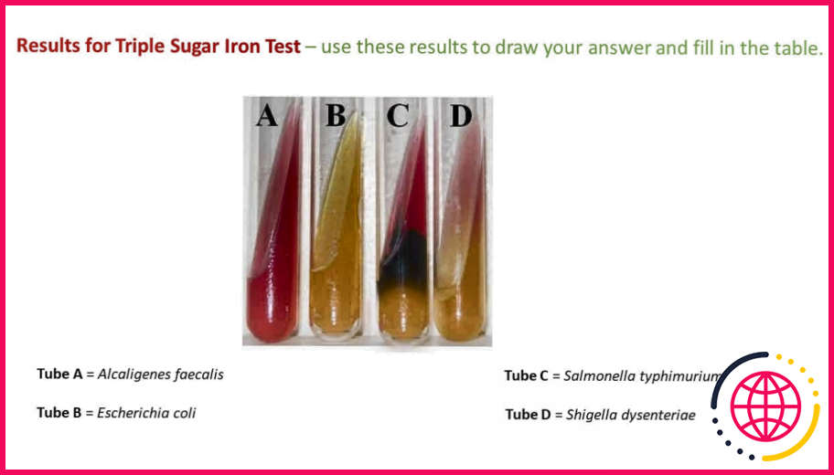 Comment fonctionne la gélose triple sucre fer ?
