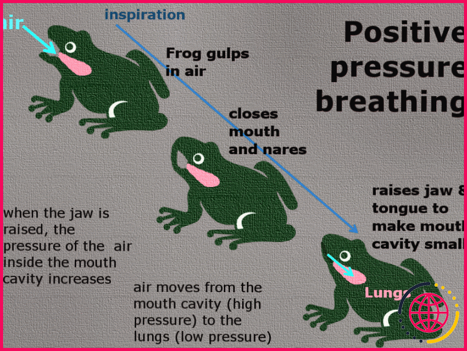 Comment fonctionne le système respiratoire d'une grenouille ?
