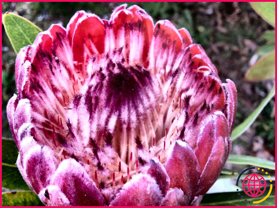 Comment garder les fleurs de protea fraîches ?
