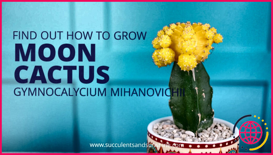 Comment garder un cactus de lune en vie ?
