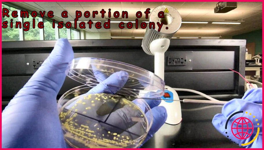 Comment isoler une colonie bactérienne ?
