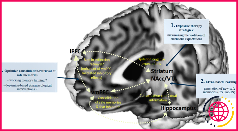 Comment la dopamine affecte-t-elle la voie indirecte ?
la 