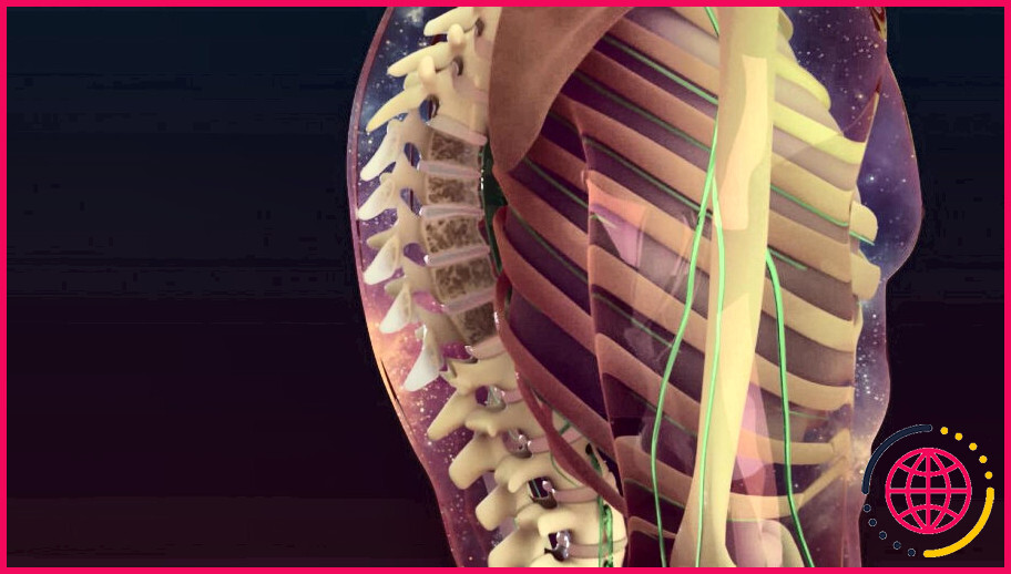 Comment le système musculaire contribue-t-il à l'ostéoporose ?
