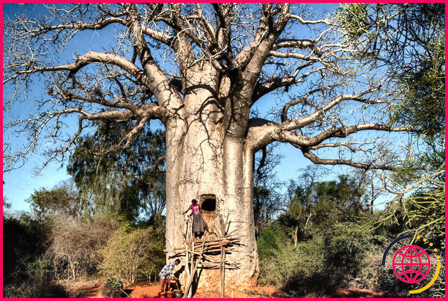 Comment les baobabs absorbent-ils et stockent-ils l'eau ?
