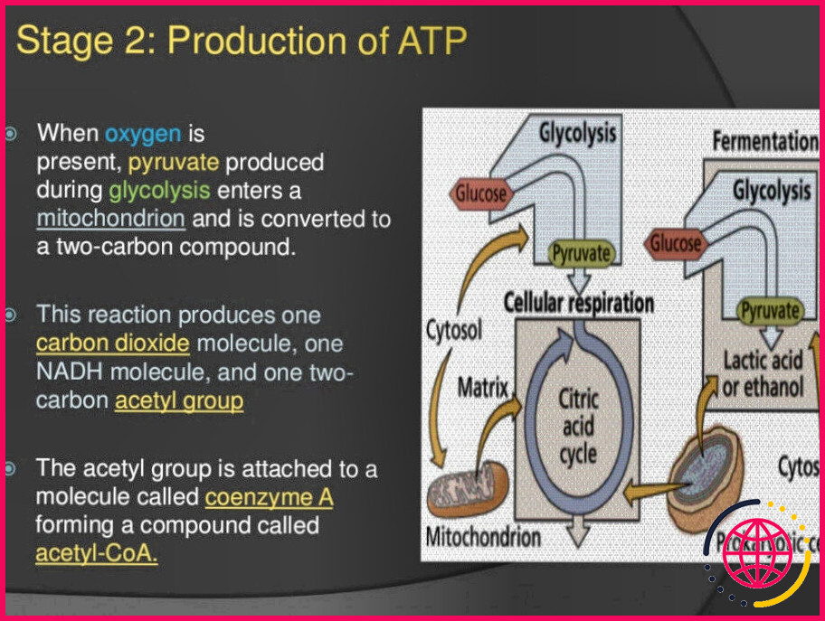 Comment les procaryotes font-ils la respiration cellulaire ?
