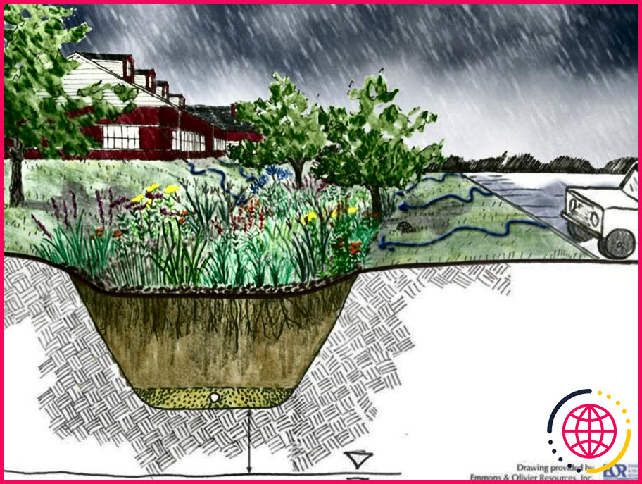 Comment planifier un jardin de pluie ?
