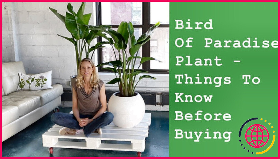 Comment prendre soin d'une plante d'oiseau de paradis en intérieur ?
