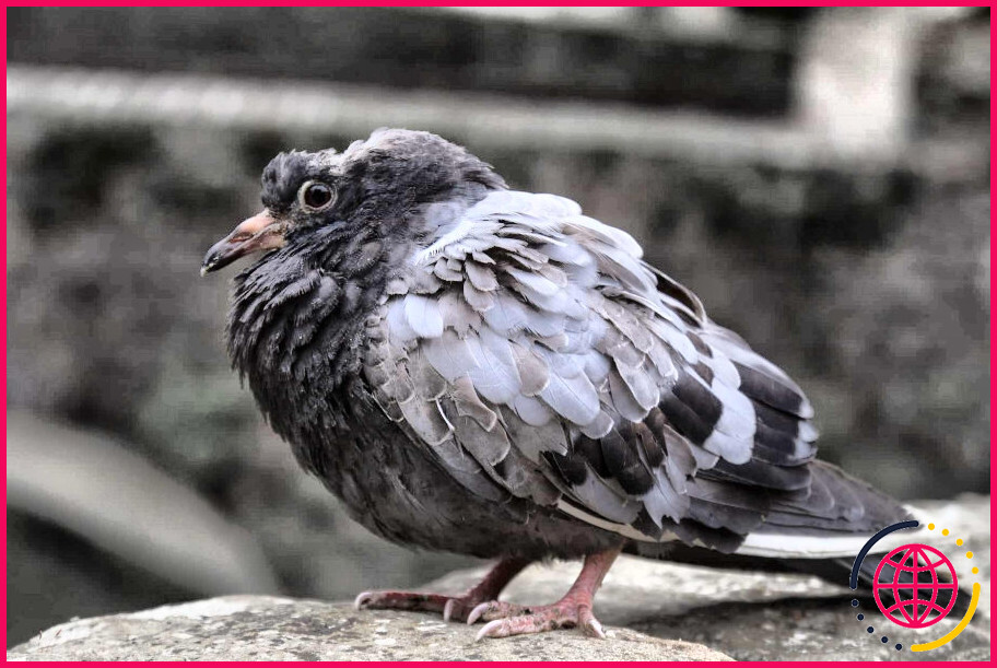 Comment savoir si un pigeon est en train de mourir ?
