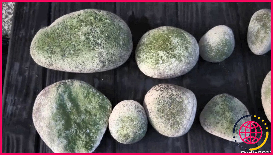 Comment se débarrasser des algues vertes sur les rochers ?