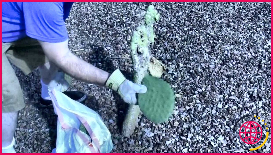 Comment se débarrasser des cactus dans son jardin ?
