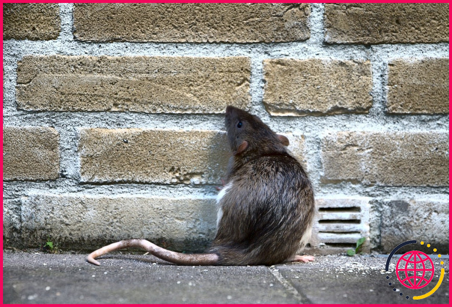 Comment se débarrasser des traces d'odeur de rat ?
