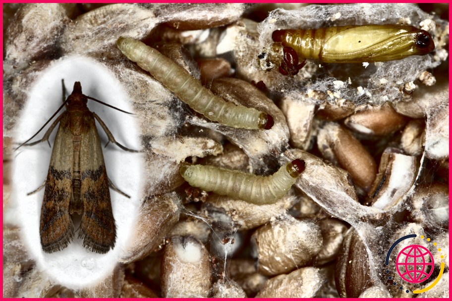 Comment tuer les larves de la pyrale indienne de la farine ?
