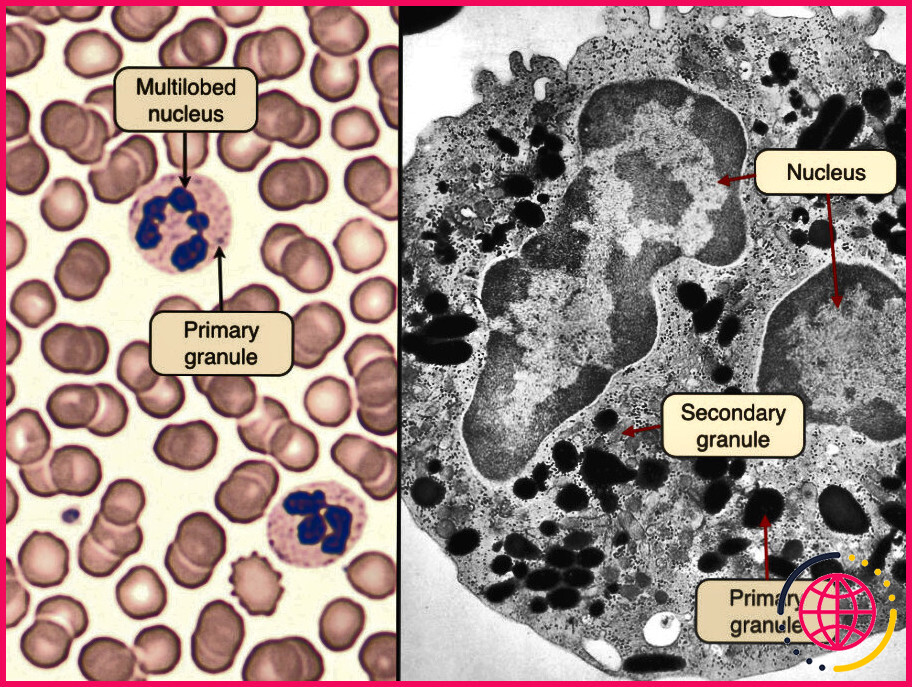 Comment voit-on les cellules sanguines au microscope ?
