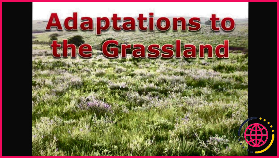 De quelles adaptations les plantes ont-elles besoin pour survivre dans les prairies ?
