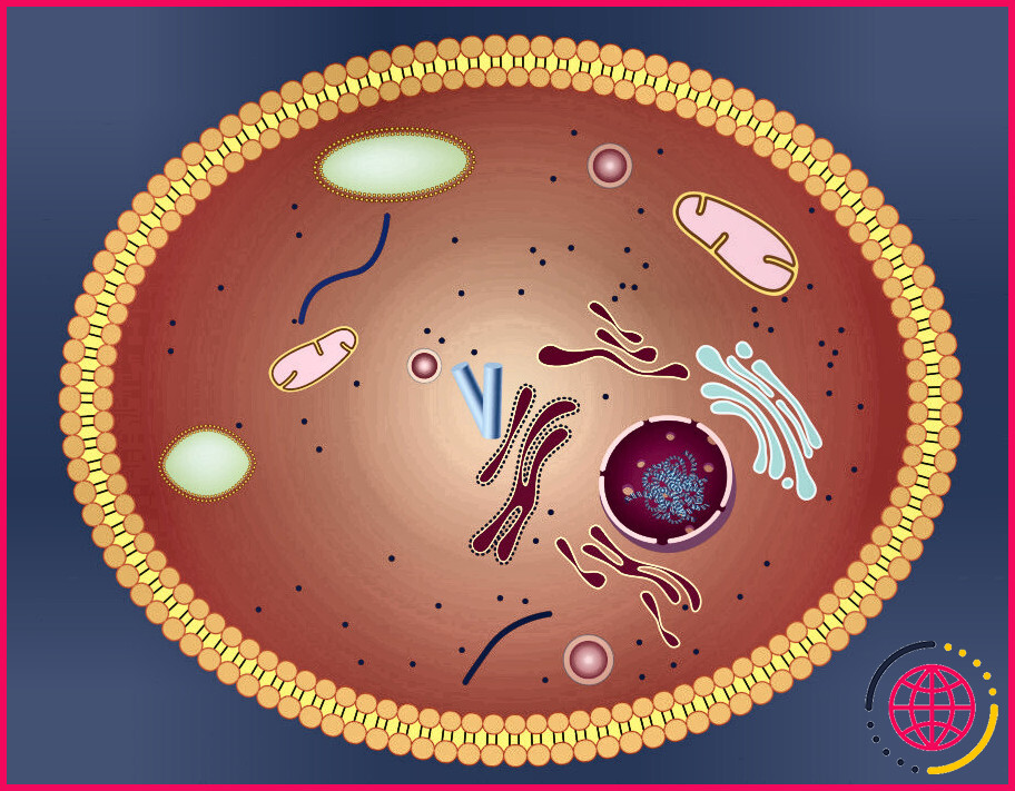 De quoi se compose principalement le cytoplasme ?
