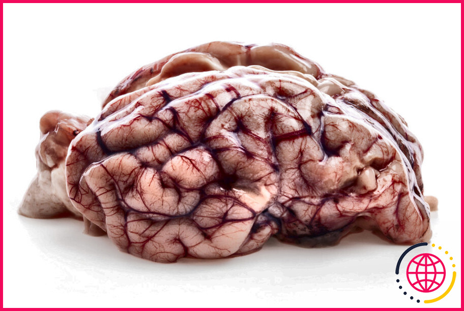En quoi le cerveau du mouton et celui de l'homme sont-ils similaires ?
