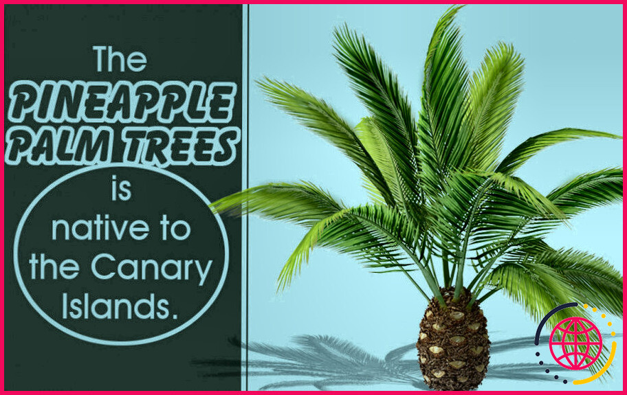 Est-ce que les ananas poussent sur les palmiers ?
