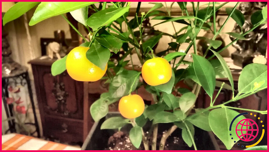Est-ce que les citronniers poussent en ontario ?
