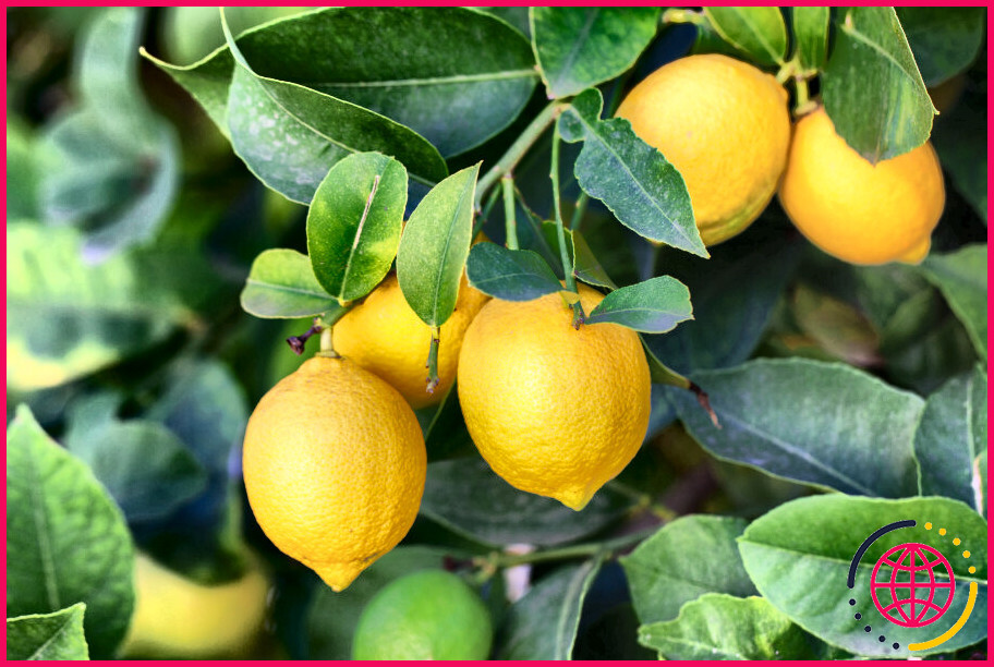 Est-ce que les citrons tombent de l'arbre quand ils sont mûrs ?
