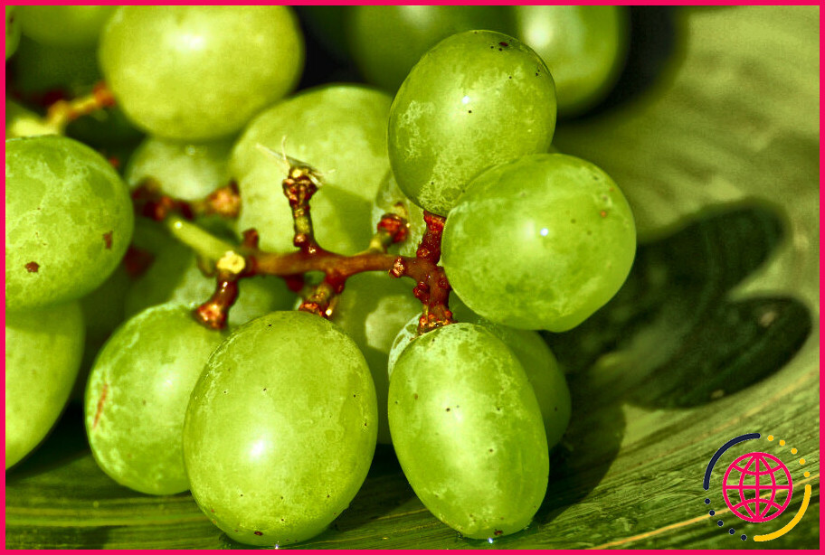Est-ce que les raisins verts vous font faire caca vert ?
