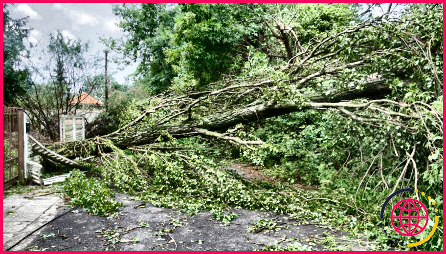 Êtes-vous responsable des dommages causés par les arbres ?
