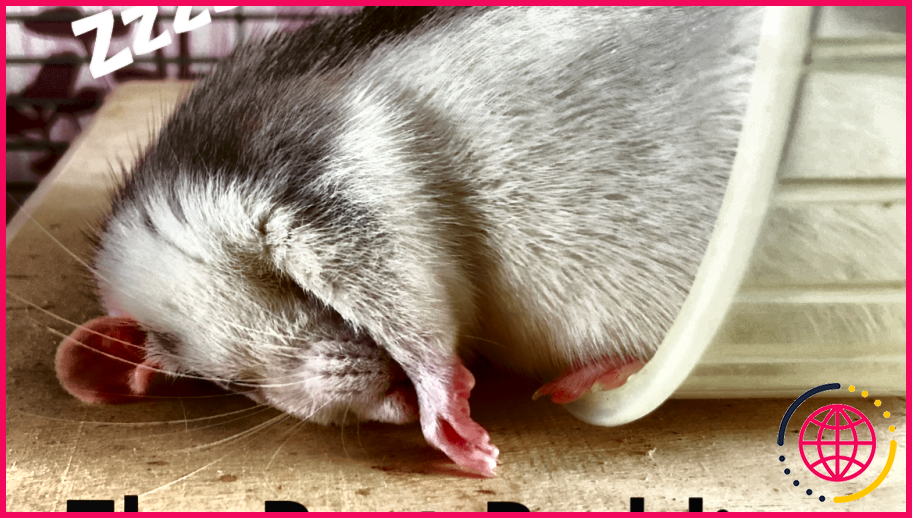 La litière en épi de maïs est-elle sans danger pour les souris ?