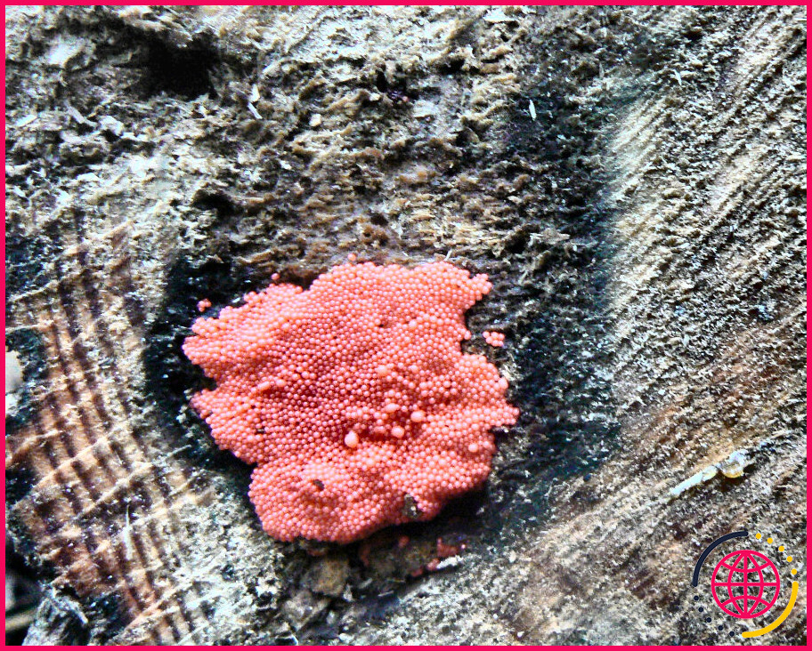 La moisissure rose slime est-elle dangereuse ?
