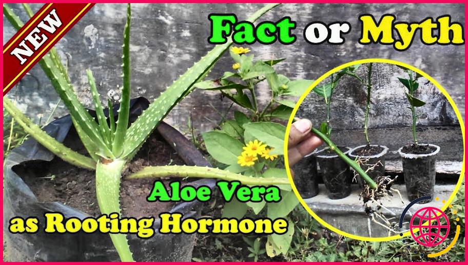 Le gel d'aloe vera peut-il être utilisé comme hormone d'enracinement ?
