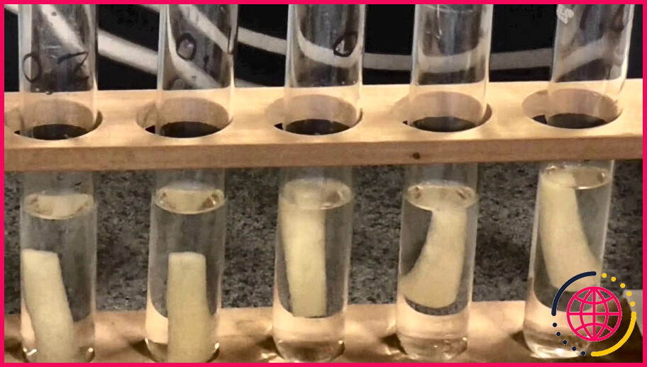 Le potentiel hydrique des cellules de la pomme de terre changerait-il si on laissait les cylindres se dessécher de quelle manière ?
