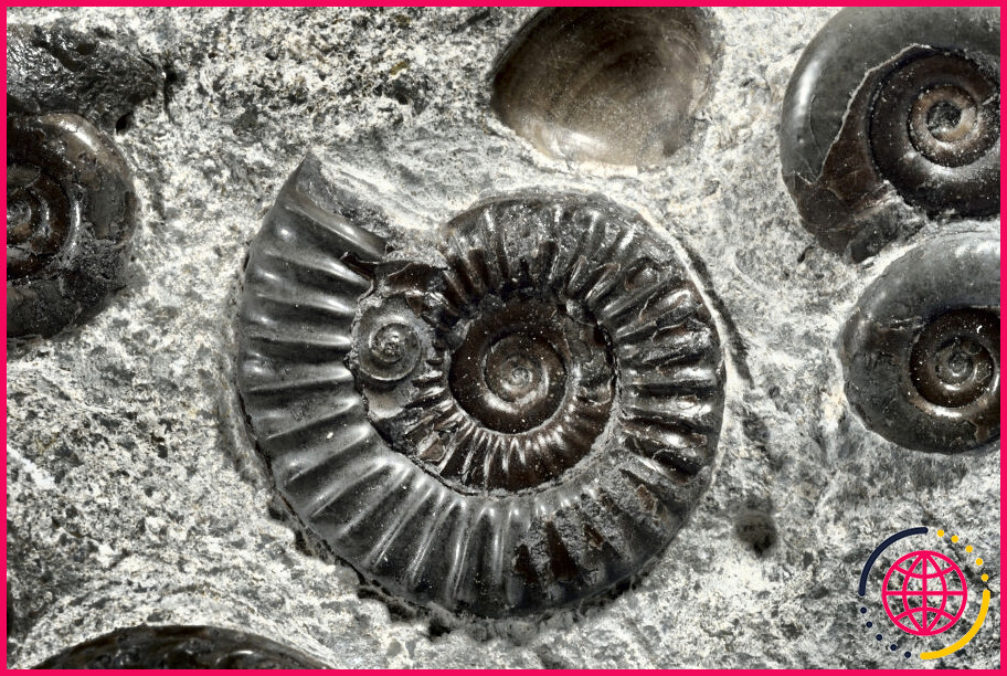 Les ammonites sont-elles des escargots ?
